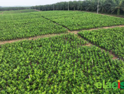 Petani Sawit Mitra PTPN IV Cetak Produktivitas Tinggi, Siap Dukung Implementasi B50