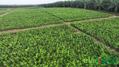 Petani Sawit Mitra PTPN IV Cetak Produktivitas Tinggi, Siap Dukung Implementasi B50