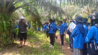 Belajar Langsung di Kebun, 106 Pekebun Sawit Muara Enim Asah Keterampilan Budidaya Modern