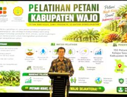 AKPY Bekali Pekebun Wajo Strategi Adaptasi Perubahan Iklim untuk Jaga Produktivitas Sawit