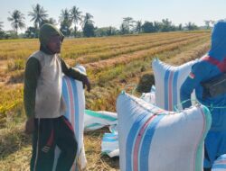 Kemarau Panjang Tak Mampu Hentikan Petani Sidrap, Panen Padi di Lagading Raup Rp21 Miliar