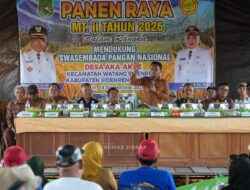 Panen 11 Ton per Hektare di Aka-Akae, Bukti Petani Bertahan di Tengah Kemarau