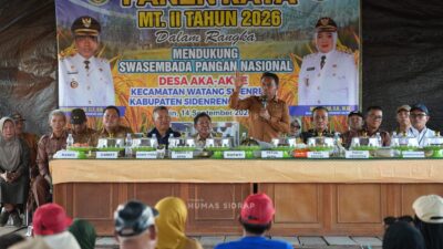 Panen 11 Ton per Hektare di Aka-Akae, Bukti Petani Bertahan di Tengah Kemarau