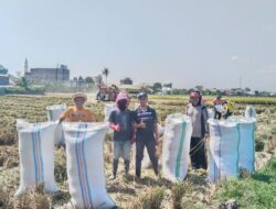 Menanam di Lahan PM-AAS, Pemuda Sereang Panen 18,7 Ton Gabah