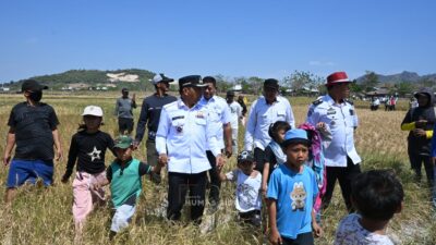 Panen di Tengah Kemarau El Nino, Bupati Sidrap Puji Keuletan Petani