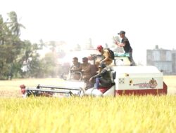 Sidrap Jaga Ketahanan Pangan, Panen Padaloang Alau Tembus 11,6 Ton Gabah per Hektare